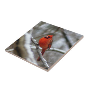 Male Cardinal Tile