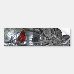Male Cardinal Watch Guard Bumper Sticker