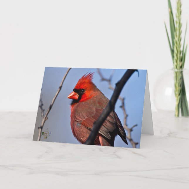 Male Cardinal Winter Trees Lee Hiller Photography Card (Front)