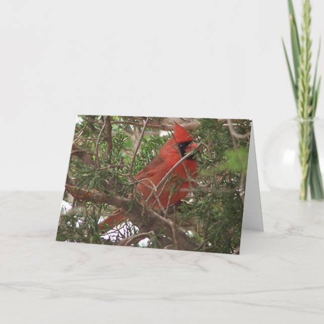 Male Cardinal, Wonderful Day Card (Front)