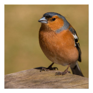 Male Chaffinch Poster/Print Poster