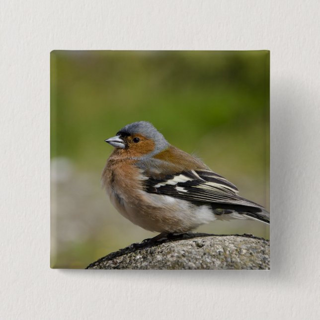 Male Chaffinch (WILD: Fringilla coelebs) 15 Cm Square Badge (Front)