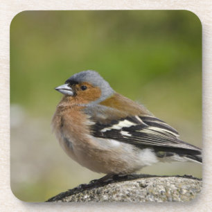 Male Chaffinch (WILD: Fringilla coelebs) Coaster