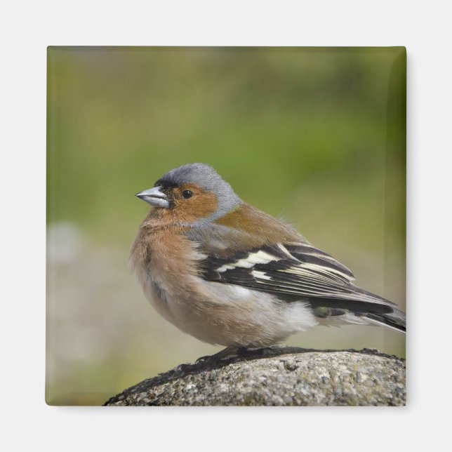 Male Chaffinch (WILD: Fringilla coelebs) Magnet (Front)
