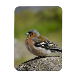 Male Chaffinch (WILD: Fringilla coelebs) Magnet