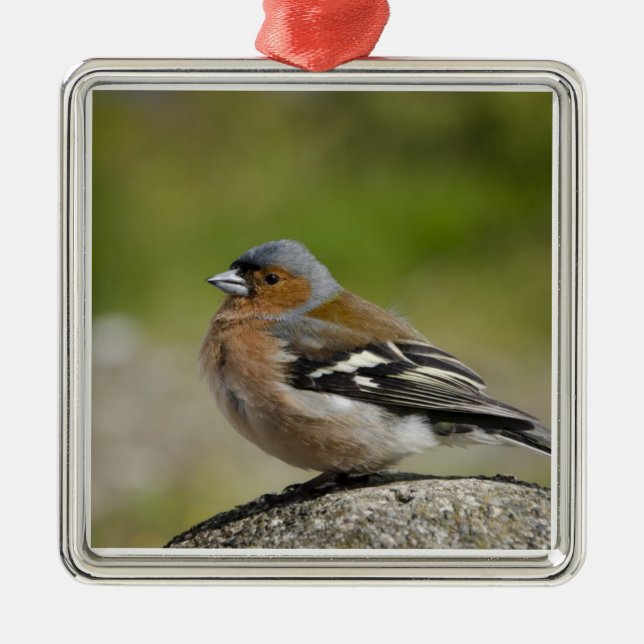 Male Chaffinch (WILD: Fringilla coelebs) Metal Tree Decoration (Front)