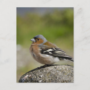 Male Chaffinch (WILD: Fringilla coelebs) Postcard