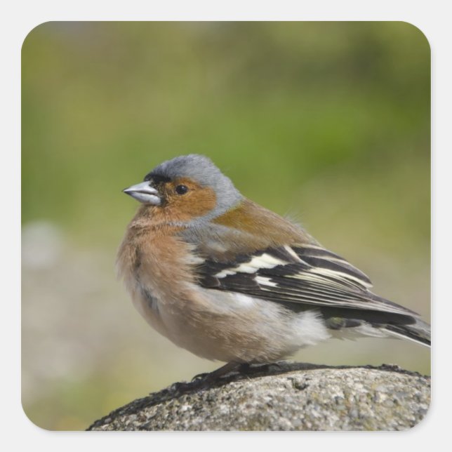 Male Chaffinch (WILD: Fringilla coelebs) Square Sticker (Front)