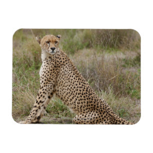 male Cheetah, Acinonyx jubatus, Serengeti, Magnet