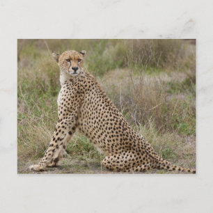 male Cheetah, Acinonyx jubatus, Serengeti, Postcard
