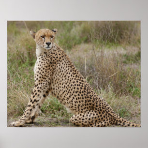 male Cheetah, Acinonyx jubatus, Serengeti, Poster