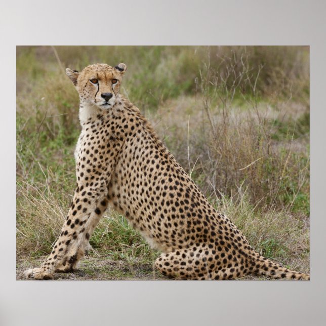 male Cheetah, Acinonyx jubatus, Serengeti, Poster (Front)