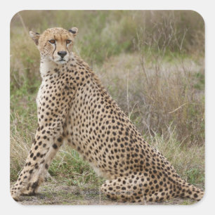 male Cheetah, Acinonyx jubatus, Serengeti, Square Sticker