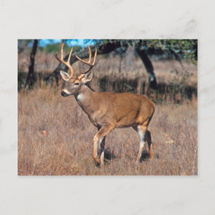 Male Deer Buck With Antlers Postcard