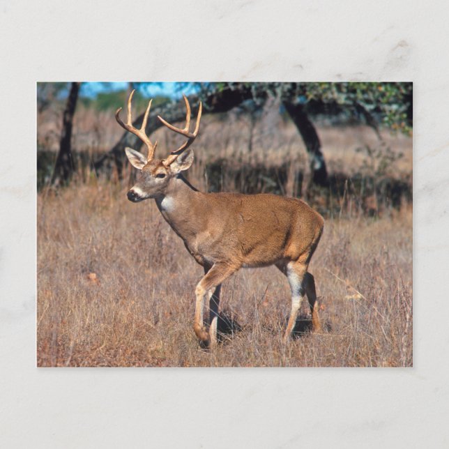 Male Deer Buck With Antlers Postcard (Front)