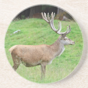 male deer coaster