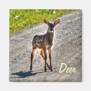 Male Deer Fawn Wildlife Animal Design Magnet