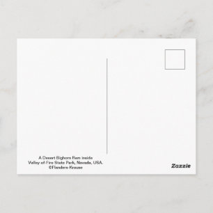 Male Desert Bighorn Sheep - III Postcard