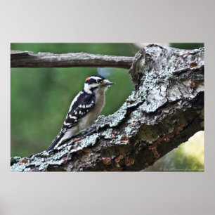Male Downy Woodpeck on a Limb Poster