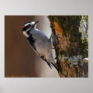 Male Downy Woodpecker on Tree Poster