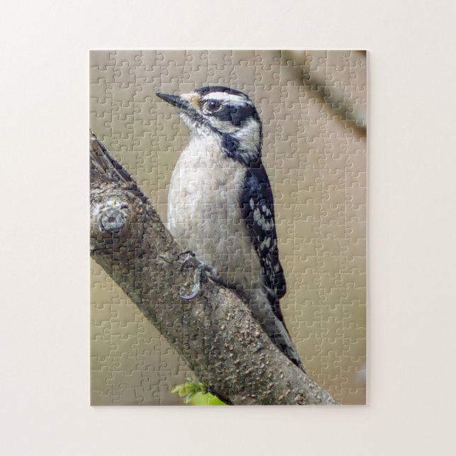 Male Downy Woodpecker Puzzle (Vertical)