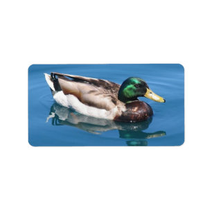 Male Duck Address Label