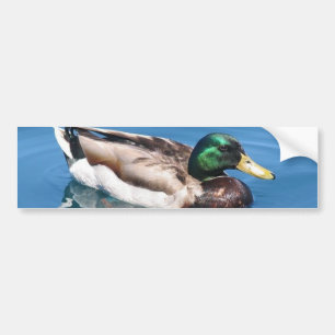 Male Duck Bumper Sticker