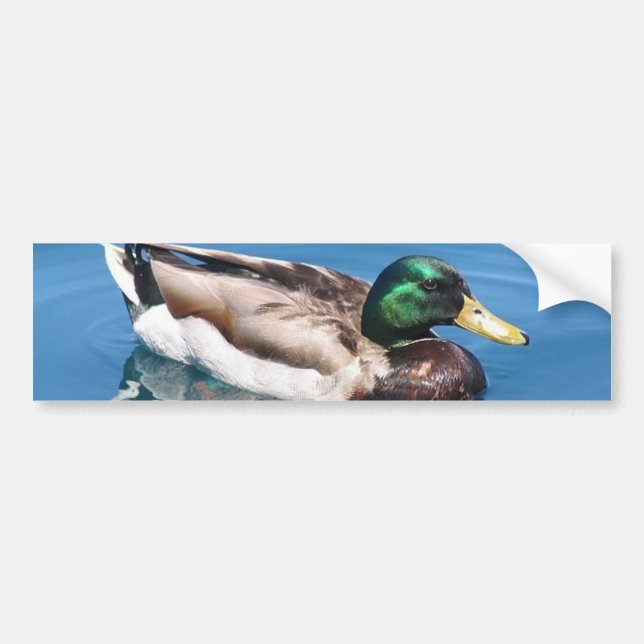 Male Duck Bumper Sticker (Front)