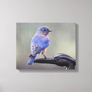 Male Eastern Bluebird in the Rain Canvas Print