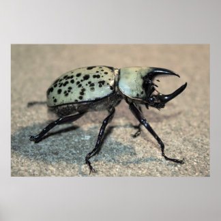 Male Eastern Hercules Beetle Poster