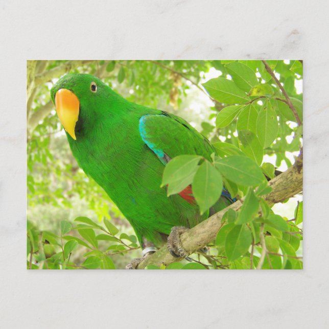 Male Eclectus Parrot Postcard (Front)