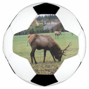 Male Elk Antlers Grazing in Grass Barn Photo Football