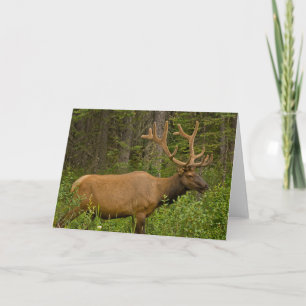 Male Elk   Banff National Park, Alberta, Canada Card