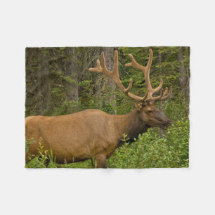 Male Elk   Banff National Park, Alberta, Canada Fleece Blanket
