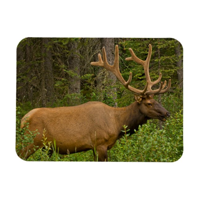 Male Elk | Banff National Park, Alberta, Canada Magnet (Horizontal)