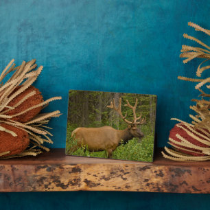 Male Elk   Banff National Park, Alberta, Canada Plaque