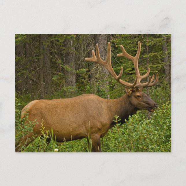 Male Elk | Banff National Park, Alberta, Canada Postcard (Front)