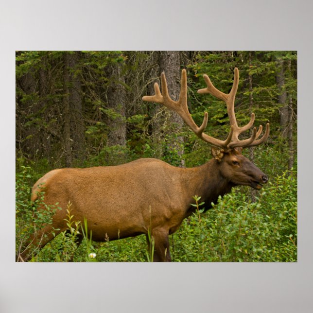 Male Elk | Banff National Park, Alberta, Canada Poster (Front)