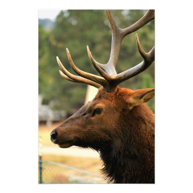 Male Elk Photo Print (Front)
