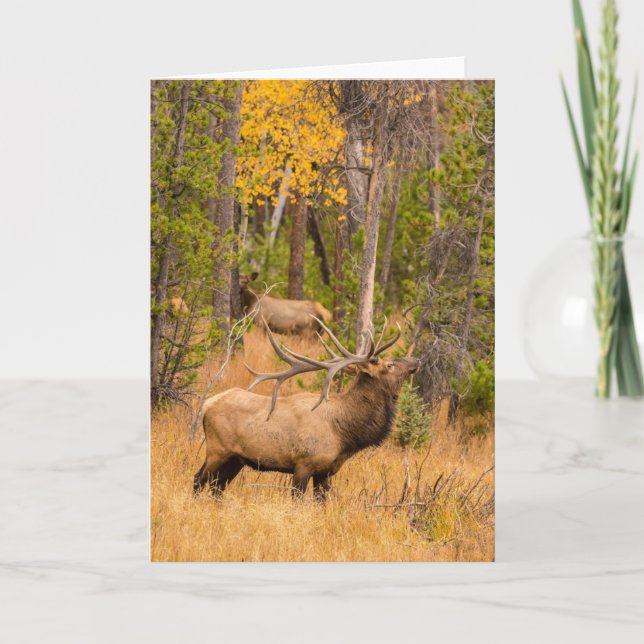 Male elk | Rocky Mountain National Park, Colorado Card (Front)