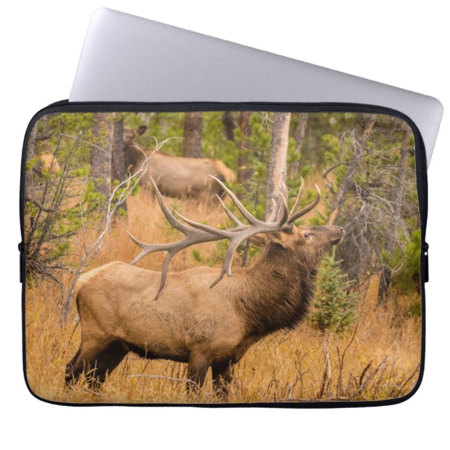 Male elk | Rocky Mountain National Park, Colorado Laptop Sleeve (Front)