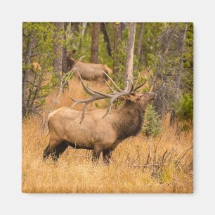 Male elk   Rocky Mountain National Park, Colorado Magnet