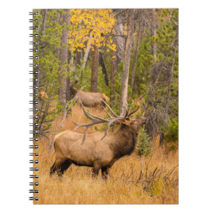 Male elk Rocky Mountain National Park, Colorado Notebook