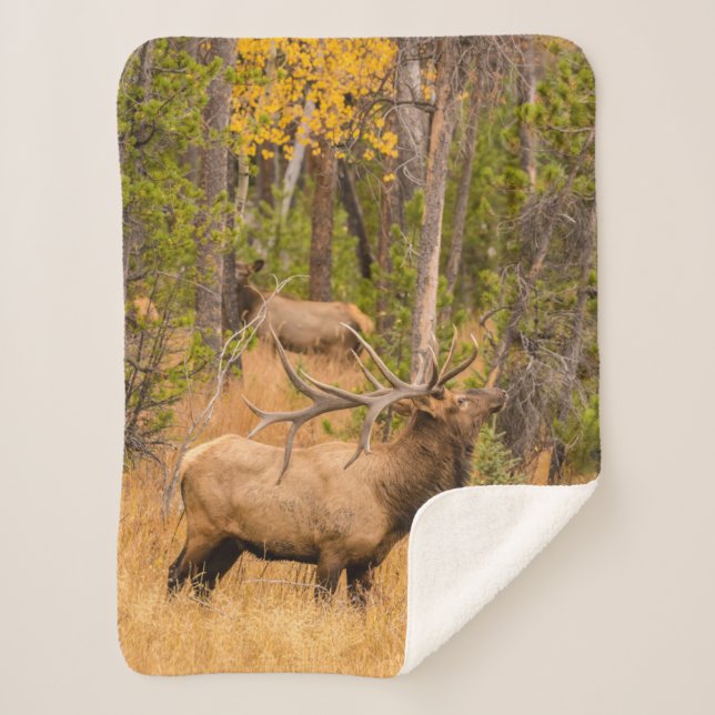 Male elk | Rocky Mountain National Park, Colorado Sherpa Blanket (Front)