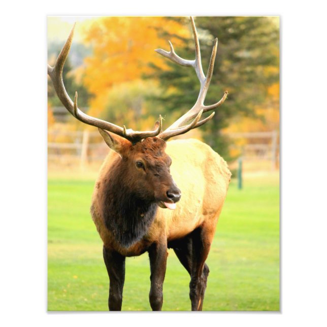 Male Elk With Tongue Out Photo Print (Front)