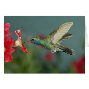 male feeding on Petunia, Madera Canyon, Arizona,