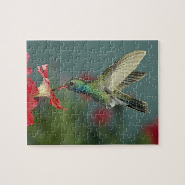 male feeding on Petunia, Madera Canyon, Arizona, Jigsaw Puzzle (Horizontal)