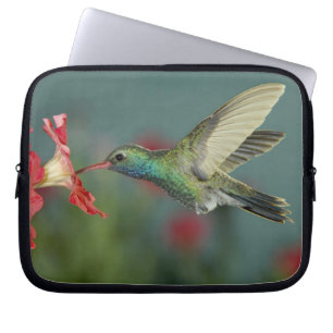 male feeding on Petunia, Madera Canyon, Arizona, Laptop Sleeve