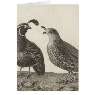 Male & Female Partridge of California