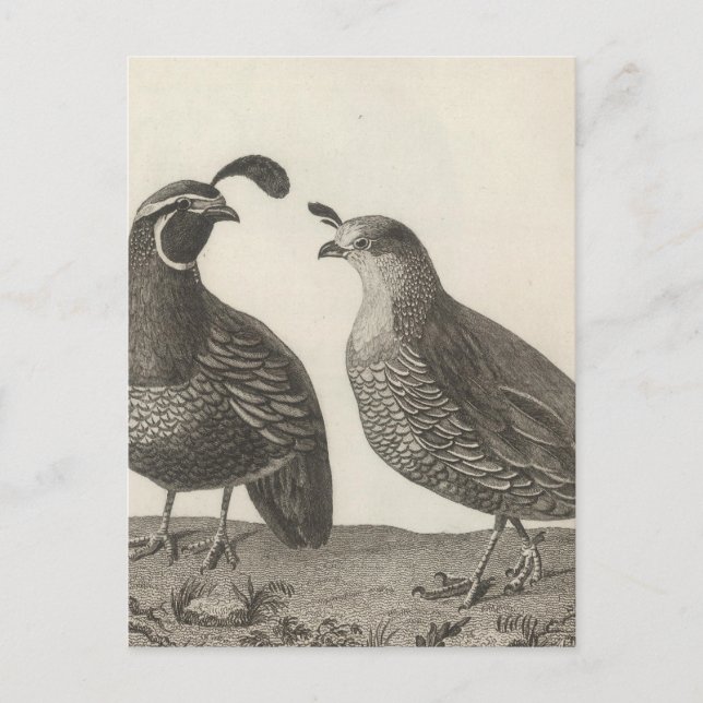 Male & Female Partridge of California Postcard (Front)